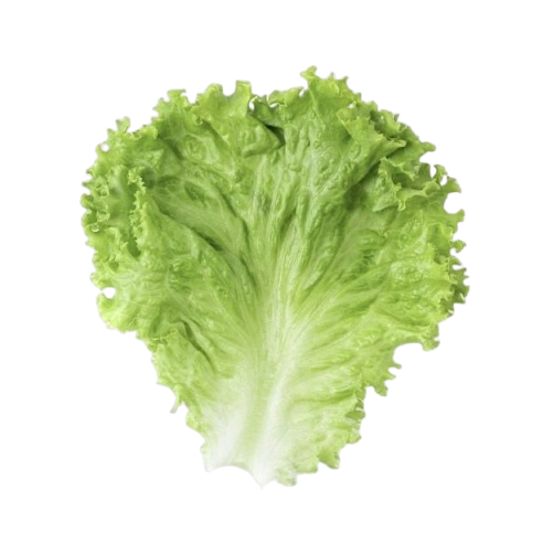 Selada